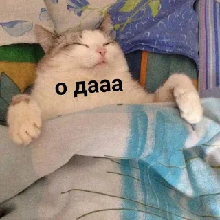 💤