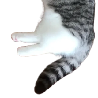 😺