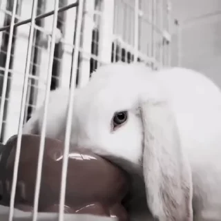 🐇