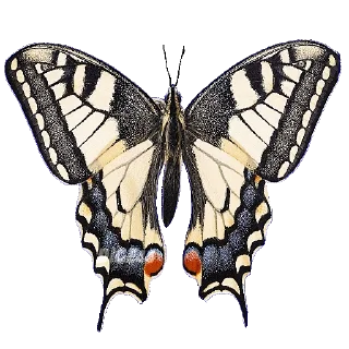 🦋