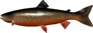 🎣