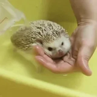 🦔