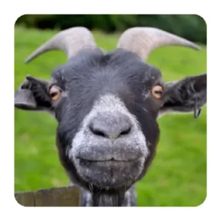 Funny Goat(@alp_stickers)