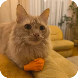 🐱