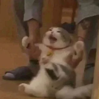 🫡
