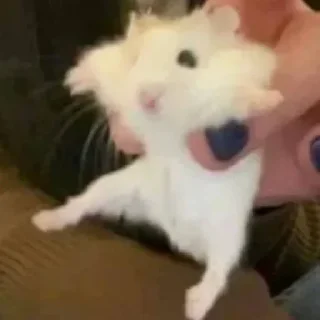 🐹