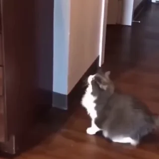 🐈