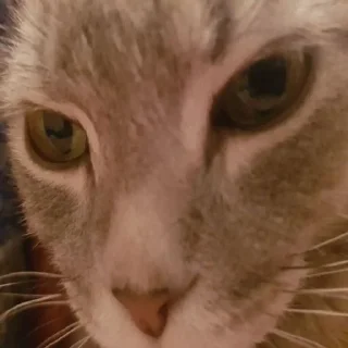 👽