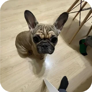 🐶