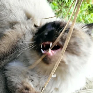 😁