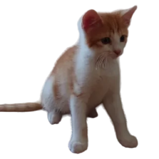 🐱
