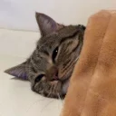 💤