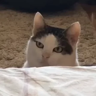 🙄