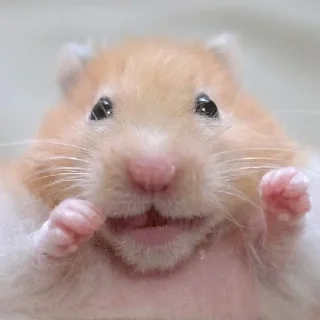 🐹