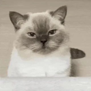 😾