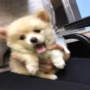 🐶