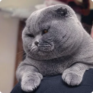 😡