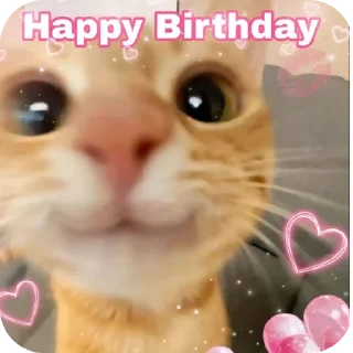 🐱