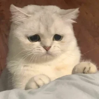 🐈