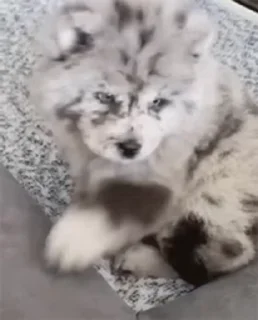 🐶