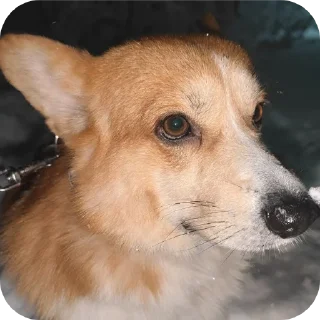 🐶