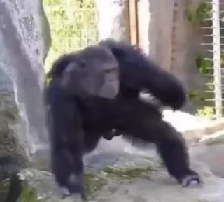 🐒