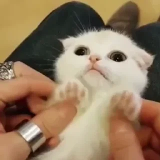 🤪