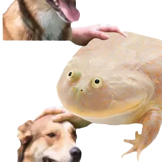 🐸