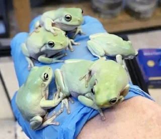 👨‍👩‍👧‍👦