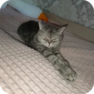 🐱
