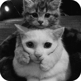 🐱