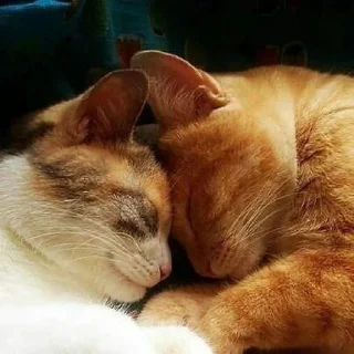 🐈