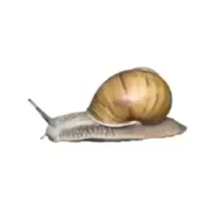 🐌
