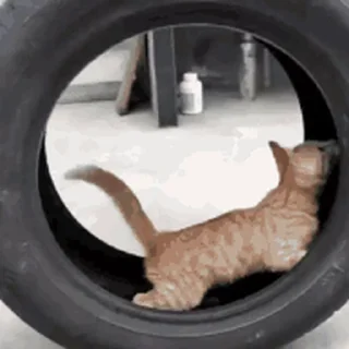 🐱