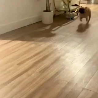 🐩