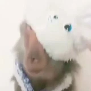 🌟