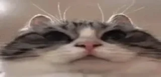 🤩