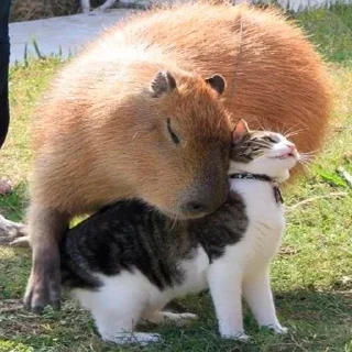 🥰