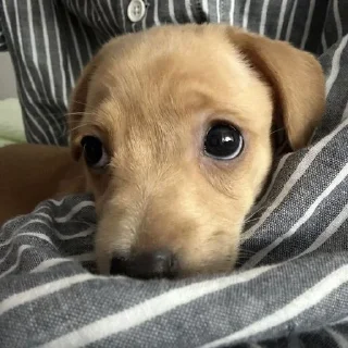 🥺