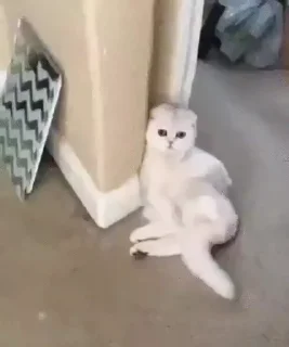🐈