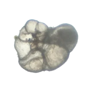 🐘