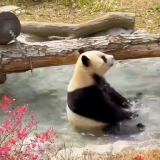 🐼