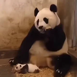 🐼
