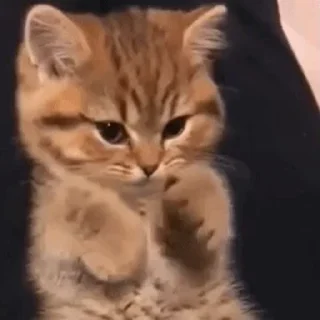 🐾
