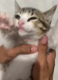 💃