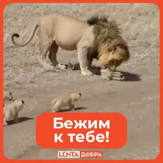 🏃‍♀️