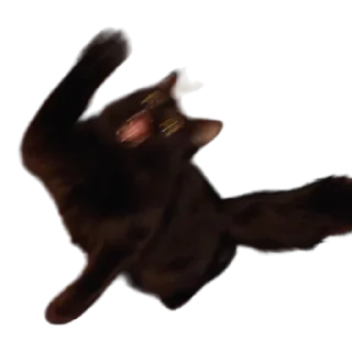 😾