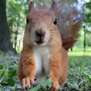 🤩