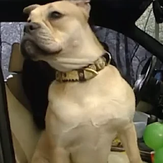 🐕