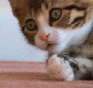 🙀